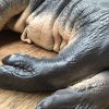 Replica of a hippo calf