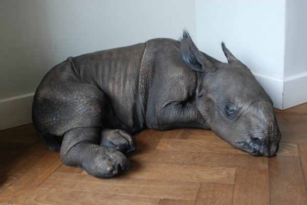 Replica of a rhino calf