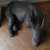 Replica of a rhino calf