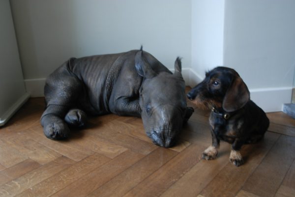 Replica of a rhino calf