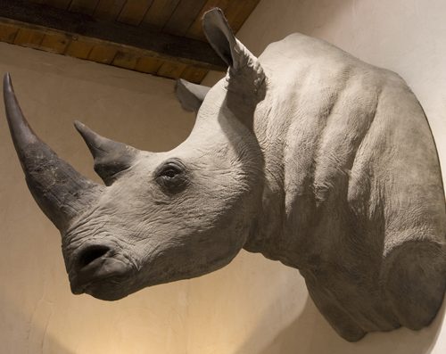 Replica of a white rhino shouldermount