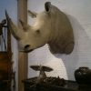 Replica of a white rhino shouldermount