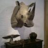 Replica of a white rhino shouldermount