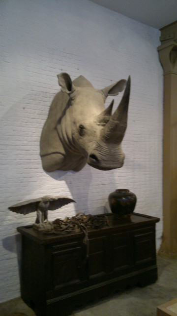 Replica of a white rhino shouldermount