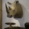 Replica of a white rhino shouldermount