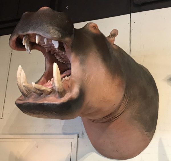 Levensechte replica van een nijlpaard. Nijlpaardenkop