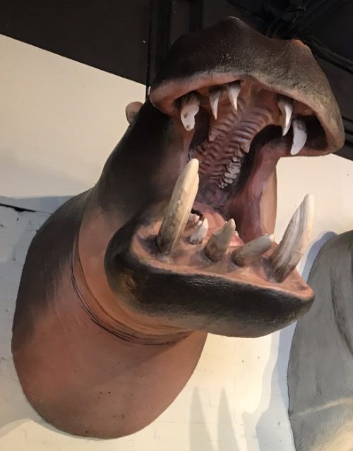 Lifelike replica of a hippopotamus