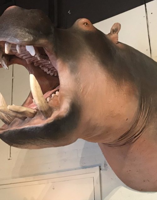 Lifelike replica of a hippopotamus