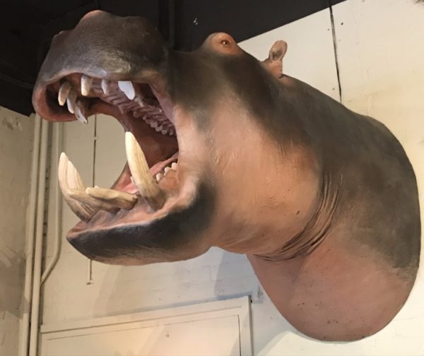 Lifelike replica of a hippopotamus