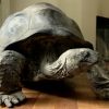 Lifelike replica of a Galapagos tortoise