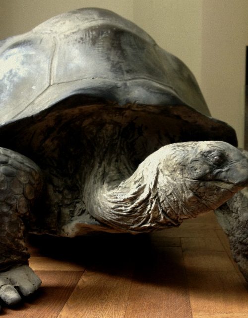 Levensechte replica van een Galapagos schildpad