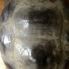 Lifelike replica of a Galapagos tortoise