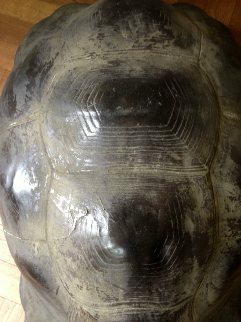 Lifelike replica of a Galapagos tortoise