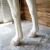 Stunning life-size statue of a horse