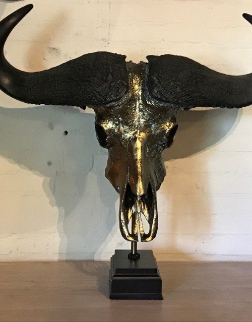 Real metalized skull of a Cape buffalo