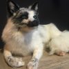 Recent stuffed arctic fox