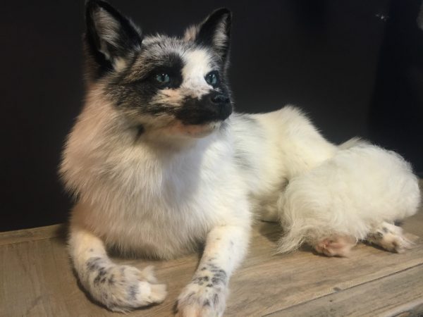 Recent stuffed arctic fox