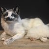 Recent stuffed arctic fox