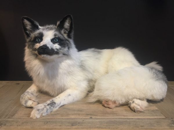 Recent stuffed arctic fox