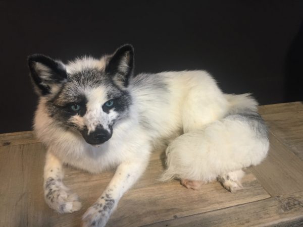 Recent stuffed arctic fox