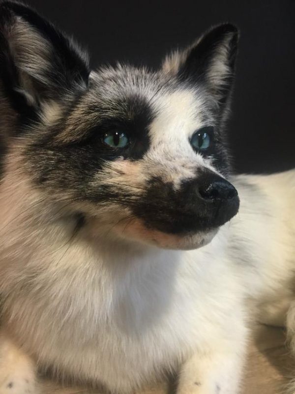 Recent stuffed arctic fox