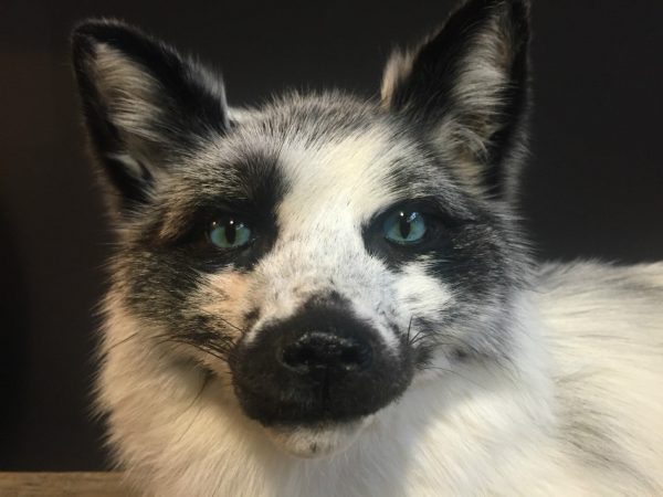 Recent stuffed arctic fox