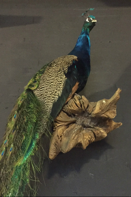 Recent stuffed peacock