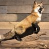 Recent taxidermy Canadian fox