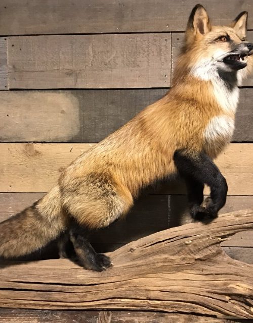 Recent taxidermy Canadian fox