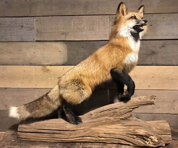 Recent taxidermy Canadian fox