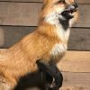 Recent taxidermy Canadian fox