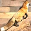 Recent taxidermy Canadian fox