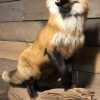 Recent taxidermy Canadian fox