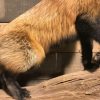 Recent taxidermy Canadian fox
