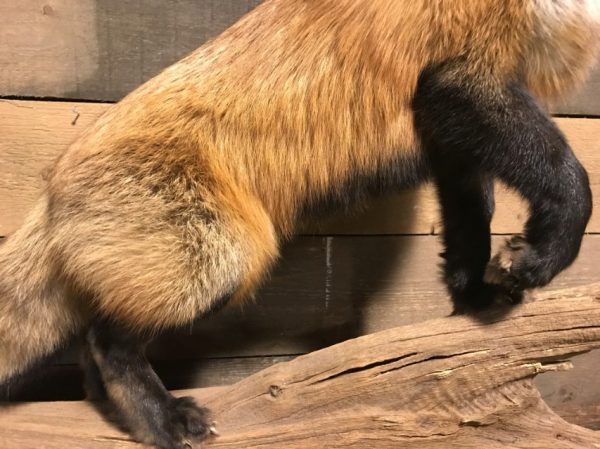 Recent taxidermy Canadian fox