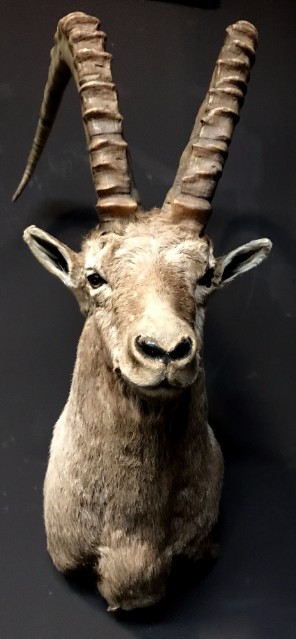 Recently captured head of a capricorn