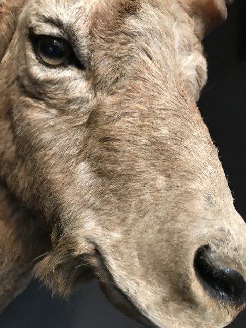 Recently captured head of a capricorn