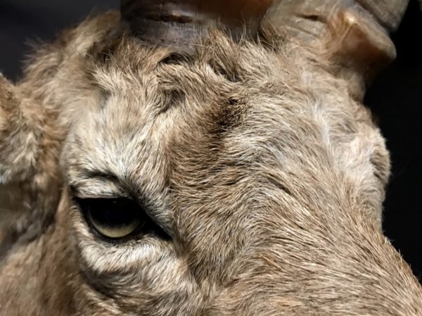 Kürzlich ausgestopfter Kopf eines Steinbock