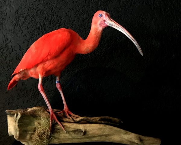 Recently Created taxidermy Red Ibis.