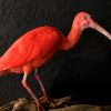 Kürzlich ausgestopfter Red ibis zum verkauf.