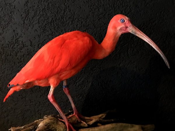 Recently Created taxidermy Red Ibis.