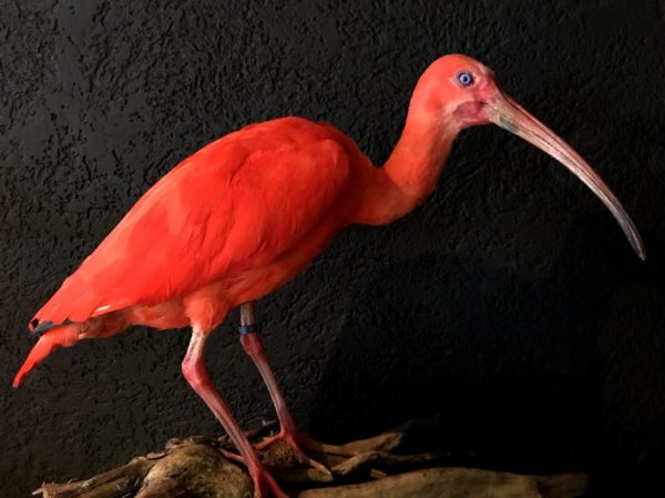 Kürzlich ausgestopfter Red ibis zum verkauf.