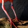 Recent opgezette Rode ibis