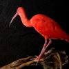 Recently Created taxidermy Red Ibis.