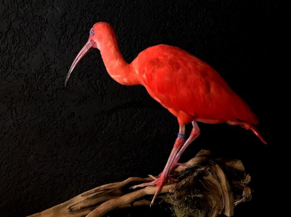 Kürzlich ausgestopfter Red ibis zum verkauf.