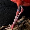 Recently Created taxidermy Red Ibis.