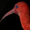 Recently Created taxidermy Red Ibis.