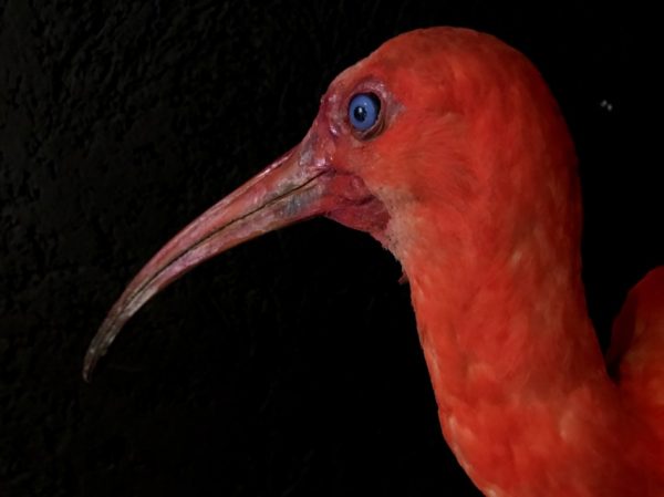 Recently Created taxidermy Red Ibis.