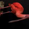 Recently Created taxidermy Red Ibis.