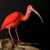 Recently Created taxidermy Red Ibis.